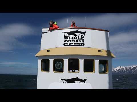 Whales Watching Hauganes